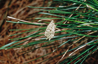 Kākāpō chew on pine sprig. 