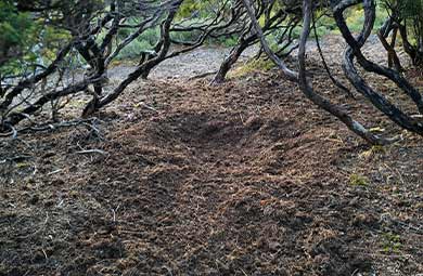 Active kākāpō bowl. 