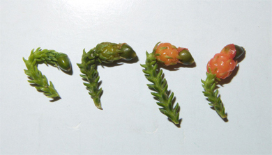 Four stages of rimu fruit maturation. 