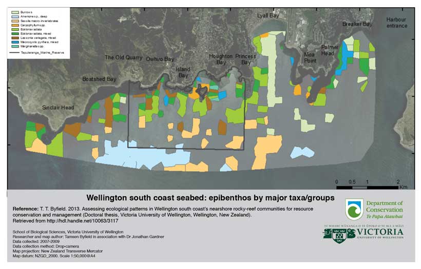 Wellington south coast seabed: epibenthos by major taxa/groups. 