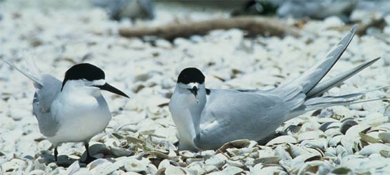White-fronted tern pair, one on nest, Firth of Thames. Photo: Dick Veitch. 