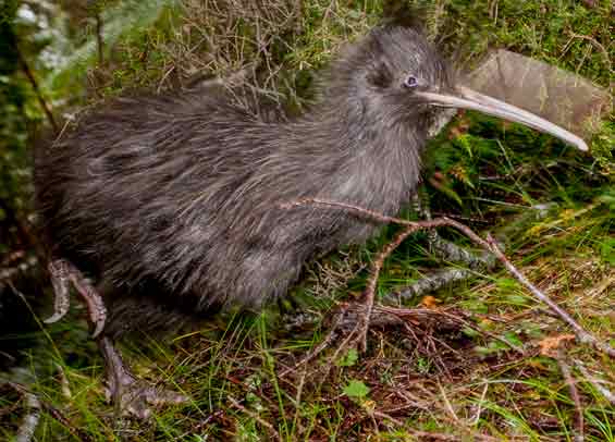 Fiordland tokoeka.