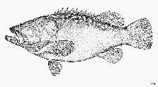 E. lanceolatus. Heemstra, P.C. and J.E. Randall, 1993: FAO species catalogue. Vol. 16. Groupers of the world (family Serranidae, subfamily Epinephelinae). An annotated and illustrated catalogue of the grouper, rockcod, hind, coral grouper and lyretail species known to date.