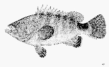 E. octofasciatus. Carpenter, K.E., F. Krupp, D.A. Jones and U. Zajonz, 1997: FAO species identification field guide for fishery purposes. Living marine resources of Kuwait, eastern Saudi Arabia, Bahrain, Qatar, and the United Arab Emirates.