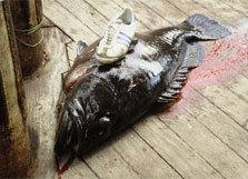 Black grouper on ship deck. 