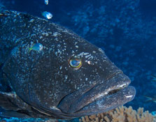 Spotted black grouper.