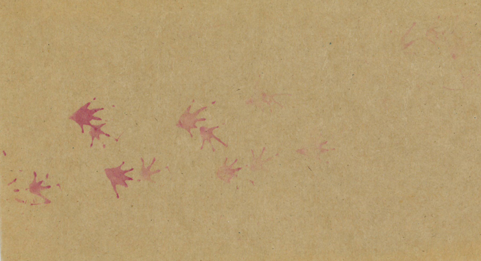 Frog footprints on tracking paper. 
