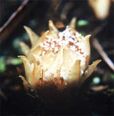 Dactylanthus taylori in flower. 