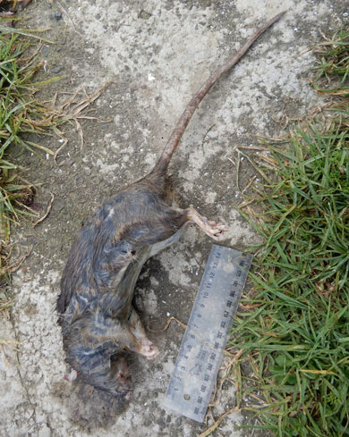 dead-rat-390.jpg