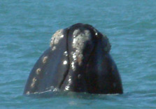 A southern right whale surfaces off the coast of Hokitika. Photo: Ian Gill.