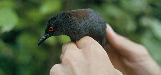 Adult spotless crake/pūweto in hand.