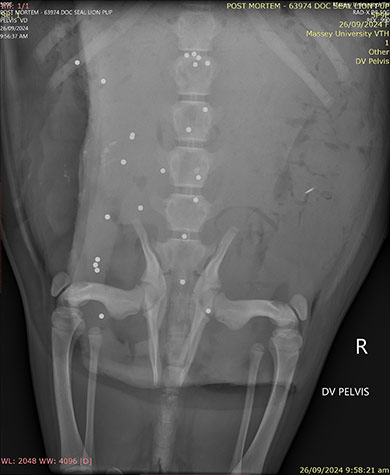 sea-lion-xray-390.jpg