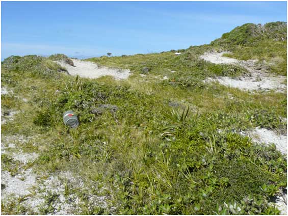 Figure 1. Te Kakahu skink habitat