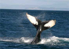 Humpback whale flukes. 