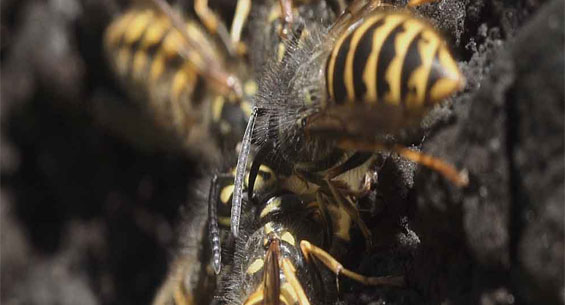 Wasps taking beech honeydew, Pelorus Bridge Reserve, Marlborough. Photo: James Reardon www.jamesreardon.org. 