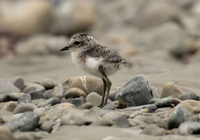 dotterel-chick-390.jpg