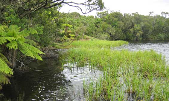 Chatham Islands mudfish habitat. Photo: Adam Bester.