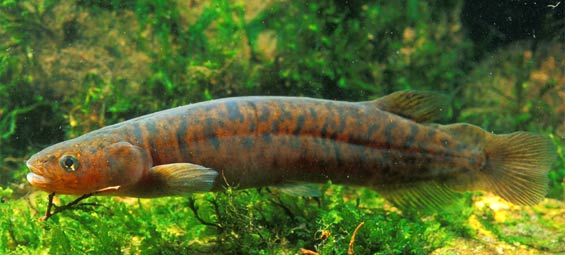 Chatham Islands mudfish. Photo: © Rod Morris, rodmorris.co.nz.