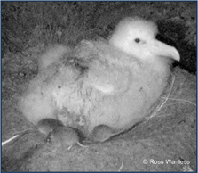 Tristan albatross chick on subantarctic Gough Island being eaten alive by mice. Photo: Ross Wanless.