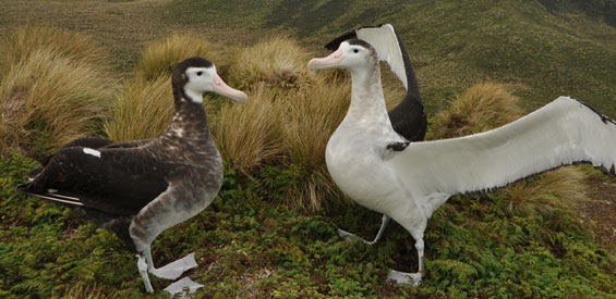 Antipodean wandering albatross pair. Photo: K Walker. 