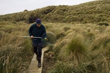 Checking non-toxic bait uptake on the endemic Antipodes parakeet. Photo: James Russell. 