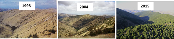 Wilding conifer spread from 1998-2015. Image1 and 3: Richard Bowman, image 2: Graeme Miller. Copyright: Environment Southland