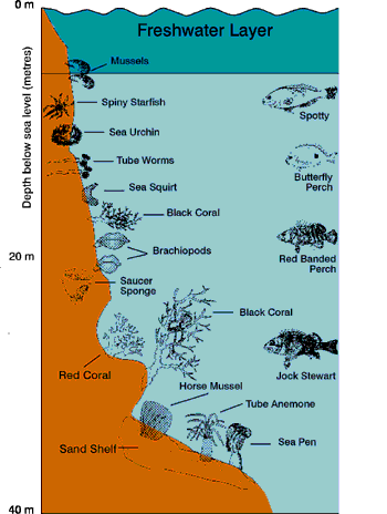 The freshwater layer explained.