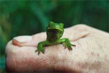 Green gecko, Stephen's Island. Photo: J. L Kendrick.