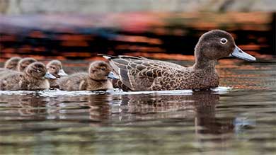 A brown duck is followed by many small chicks on water.