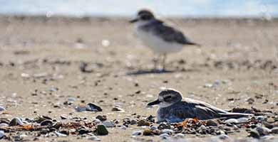 A small greyish bird blends into the sand on a beach. It is sitting in small scrape in the sand so is partially obscured by the sand.