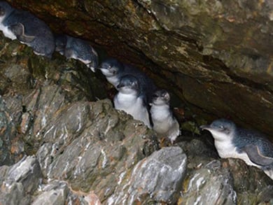 A few little penguin/korarā huddle together in a covered rocky outcrop.