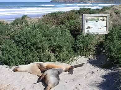 Two sea lions lay closeby to a sign warning of sea lions in the area. The sea lions are nearby some green bushes that contrast with the sandy beach.