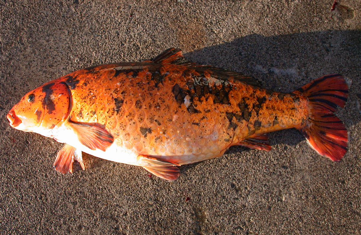 Koi carp