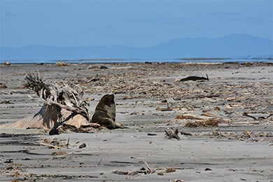 A clearly visible fur seal/kekeno is bathing in the sun in the foreground. Some dark shapes that blend into the sand are in the background.