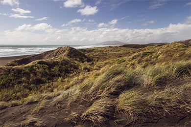 Rolling sand dunes covered in long tussock.