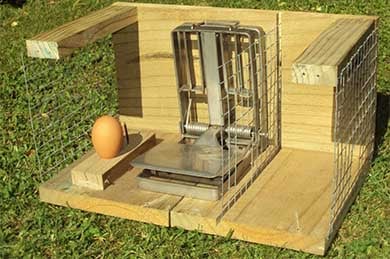 A metal clamp sits in a cutaway of a wooden box tunnel. A small opening is at one end. At the other, after the clamp is an egg.