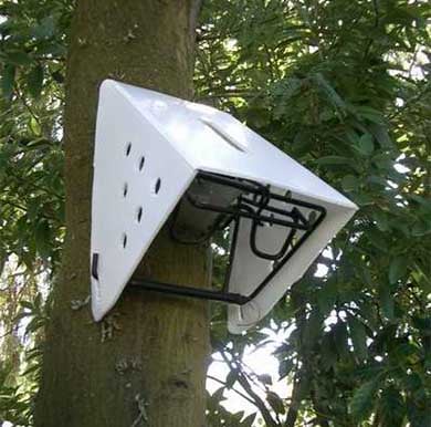 A trap set inside a white casing is attached to the side of a tree.