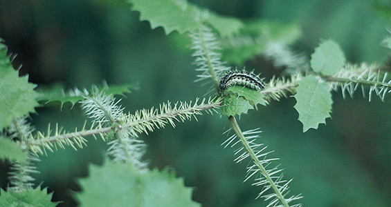 595-stinging-nettle.jpg