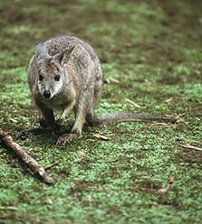 Wallaby