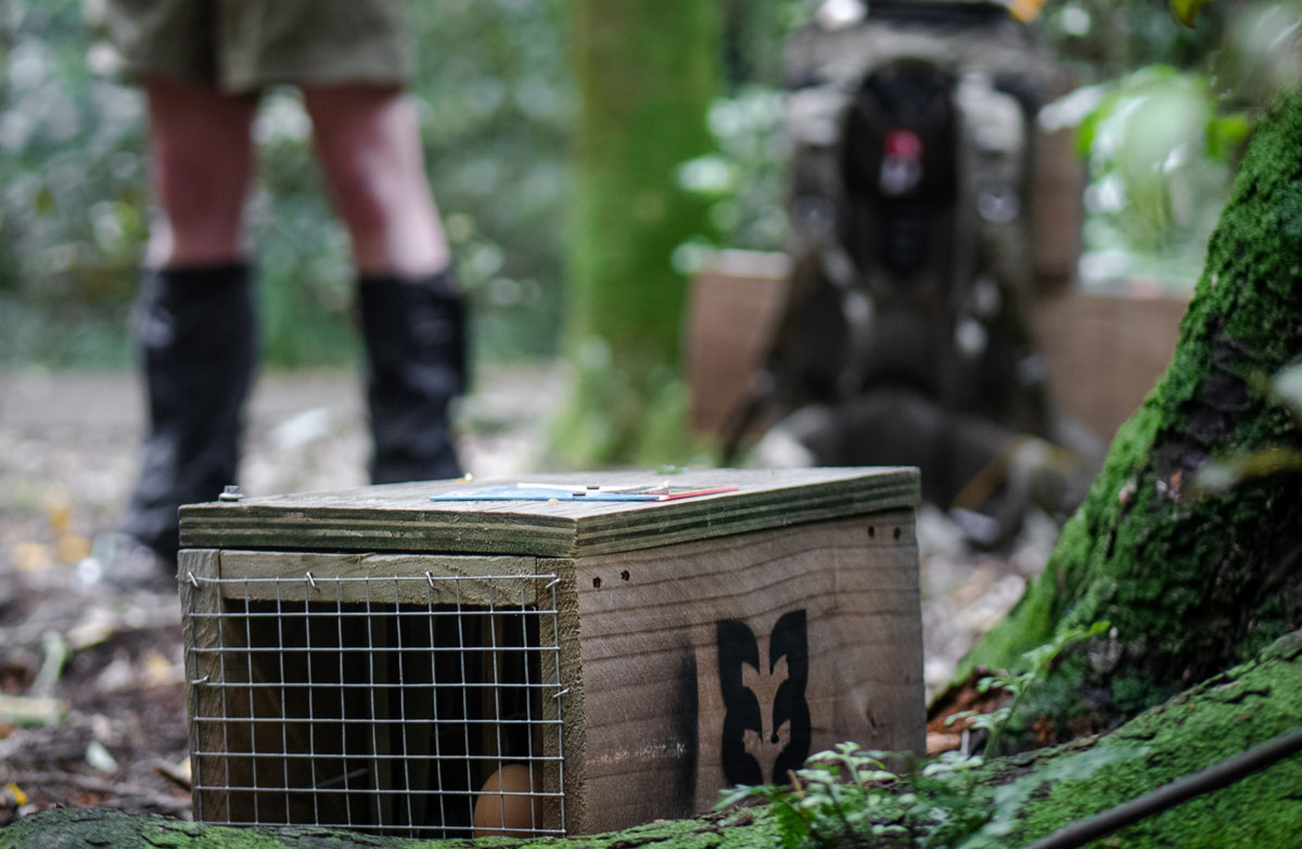 Research papers and reports: Predator Free 2050