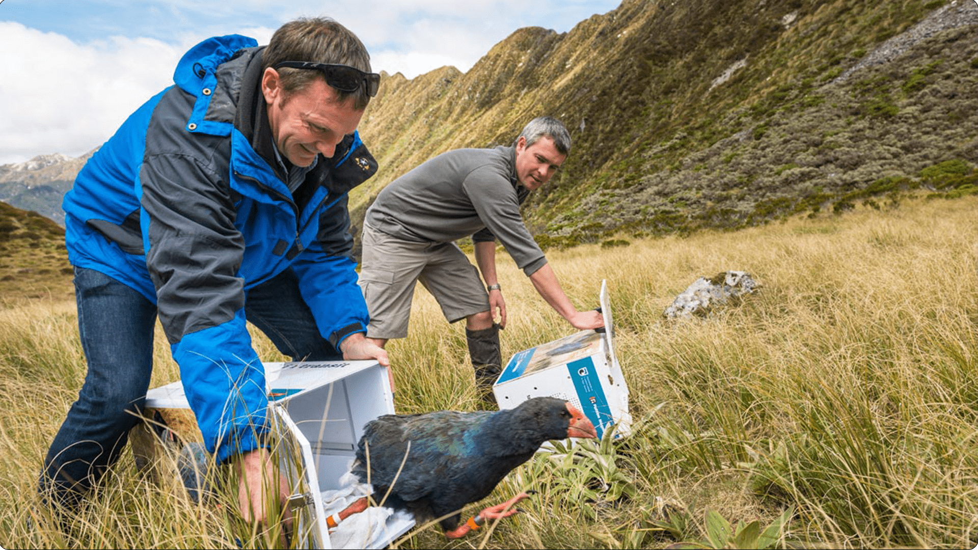 Takahē release, Murchison Mountains, Lake Te Anau. 
