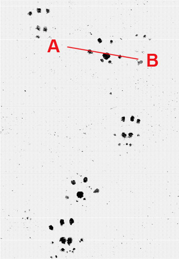 Stoat Movement Patterns Rodent and stoat indicators photo gallery: Biosecurity