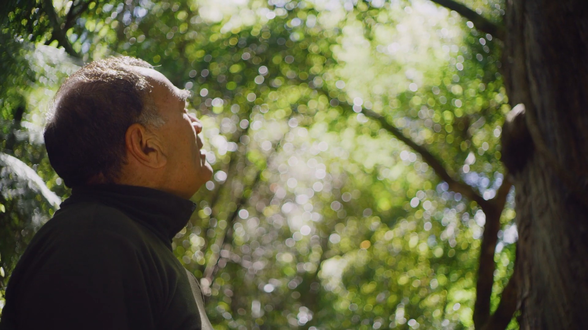 A man looks up at a large totara tree.