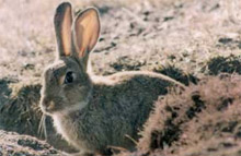 Rabbits: Animal pests