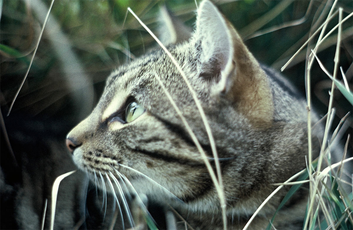 Make your cat conservation friendly Conservation activities