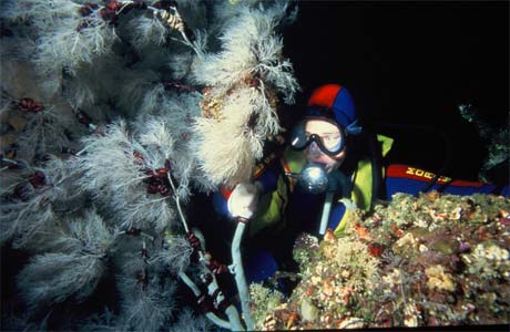 Te Awaatu Channel (The Gut) Fiordland marine reserves