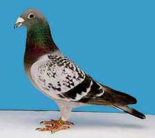Racing pigeon.
