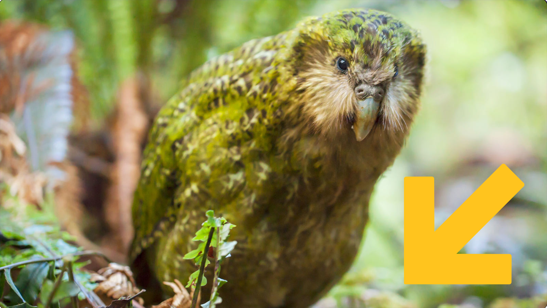 Stella the kākāpō on Codfish Island/Whenua Hou. 