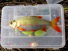 Rudd facts: New Zealand animal pests and threats