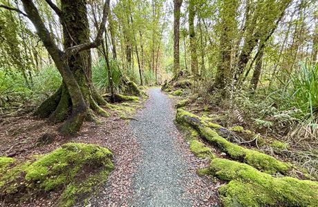 Coal Creek Track: Greymouth area, West Coast region